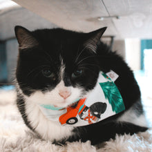 Load image into Gallery viewer, Purrfect Package