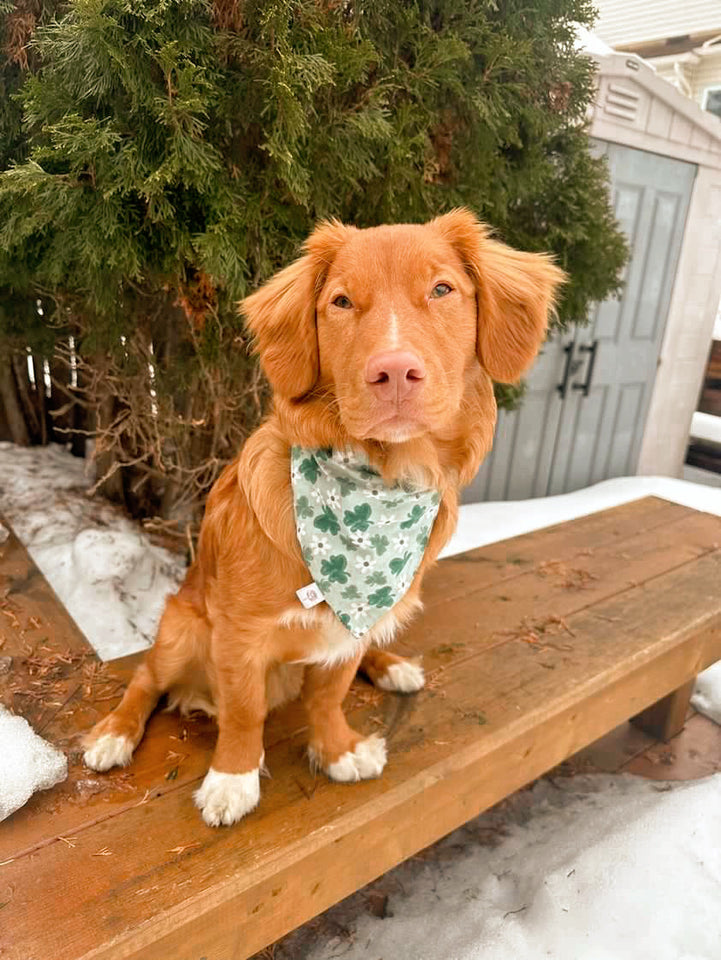 LV Rose Society Pet Bandana Collar – Lehigh Valley Rose Society Inc.